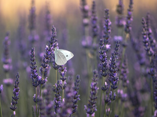 fioletowa lawenda pole z owadami motyl pszczola © Colorful Soul