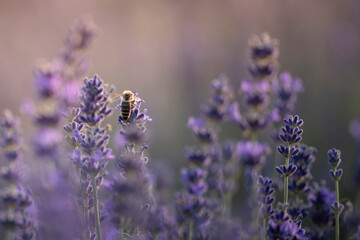 fioletowa lawenda pole z owadami motyl pszczola