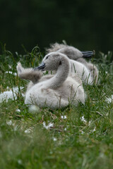 łabędzie juv młode szare na łące © Colorful Soul