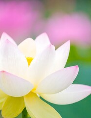 Close-up lotus flower, soft colors