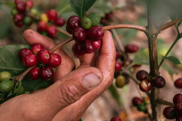 Male farmer harvesting on his coffee plantation