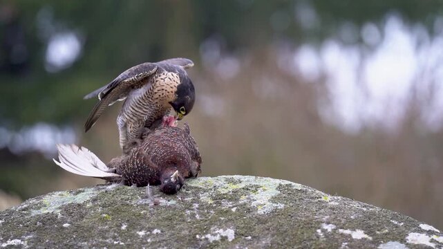 Peregrine falcon tearing apart its prey, a pheasant. The bird of prey is sitting on its prey and feeding on a rock with a blurred background.