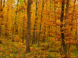 Beech forest in ochre colours in the heart of brown bear territory