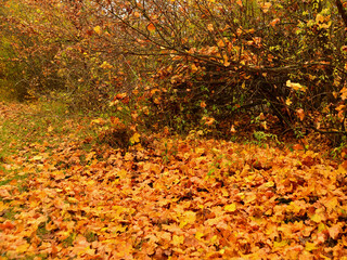 A carpet of ochre leaves fallen in autumn
