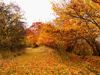 Path among trees and bushes during the fall of ochre leaves