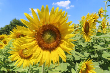 真夏のひまわり