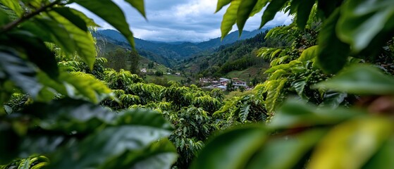 Lush Green Coffee Plantation Valley View Cloudy Sky.