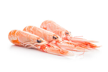 Scampi langoustine isolated on white background.