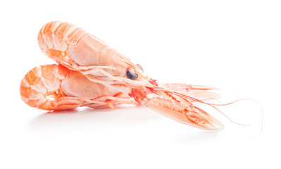 Scampi langoustine isolated on white background.