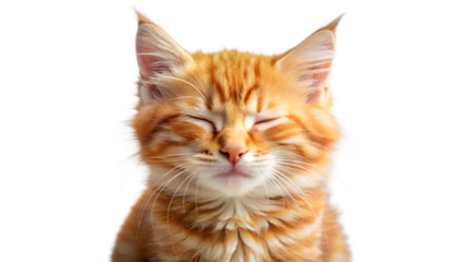 Adorable ginger kitten with closed eyes and fluffy fur against a stark black background