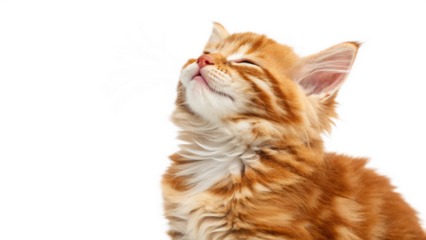 Adorable ginger kitten tilts head back with eyes closed in pure blissful moment