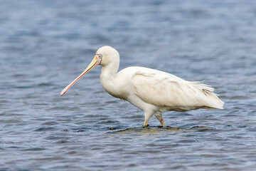 Yellow-billed Spoonbill Wading Quietly in Wetland