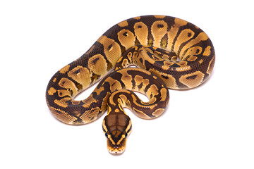Obraz premium close up of a boa python snake on white background