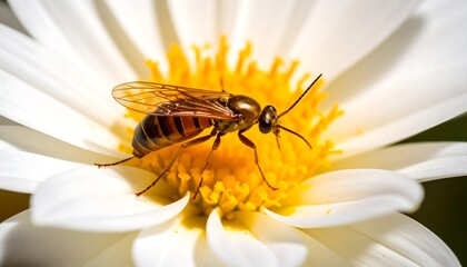 Close-up of insect on flower (1)