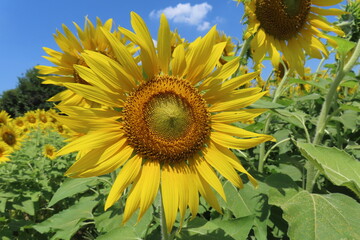 午後のひまわり