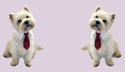 Small white west highland terrier dog wearing a red tie poses in a playful manner with ample...