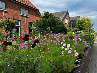 Cosmos and dahlias in a front garden. Summer flowers bloom densely along the sidewalk, creating a vibrant and colorful urban garden. The mixed planting attracts pollinators and enlivens the street 
