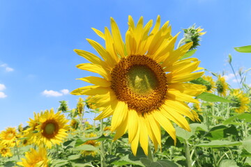 快晴のひまわり