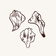 Petals of flowers and plants in engraving style vector illustration. Vintage elements of garden flower petunia. Hand drawn botanical illustration. Monochrome plant in line style