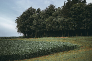 Lush green cornfield bordered by dense forest edge under a cloudy summer sky, capturing the...