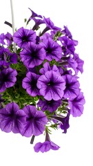 Close-up of purple petunias