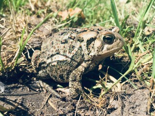 toad on ground