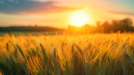 Fototapeta premium Golden wheat field glows under a vibrant sunset, showcasing nature's beauty and peaceful tranquility.