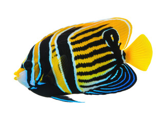 Naklejka premium Colorful regal angelfish isolated on white background 