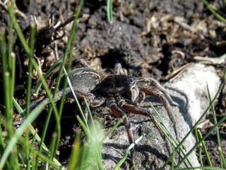 Araña lobo al sol