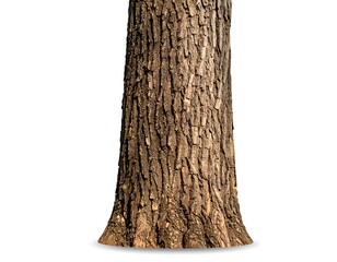 Close-up tree trunk texture (2)