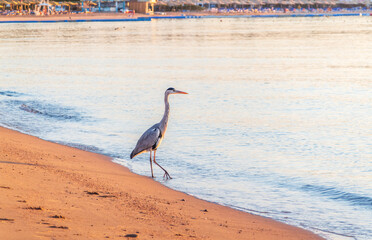 Gray heron fishing on the beach of the Red Sea. Naama Bay beach, Sharm El Sheikh, Egypt