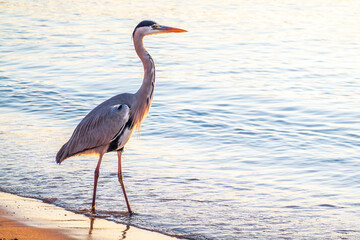 A heron hunting in the sea. Grey heron on the hunt