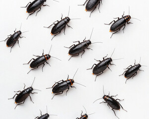 Black cockroaches on a white background