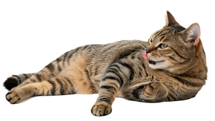 Tabby cat licking its paw while relaxing on a black background
