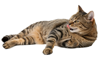 Tabby cat licking its paw while relaxing on a black background