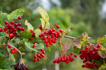 Bright red currants dangle from their branches amidst verdant leaves in a sunlit garden, showcasing...