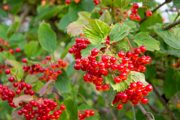 Clusters of vibrant red berries hang from green leaves, showcasing the beauty of nature in a garden...