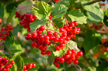 Obraz premium Bright red berries hang in clusters from lush green leaves in a sunlit garden, showcasing nature's colorful beauty during the day