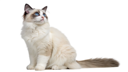 Majestic ragdoll cat with striking blue eyes posed against a solid black background