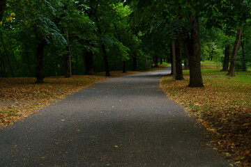 Pathway through a tranquil park surrounded by trees and fallen leaves during autumn's early evening hours