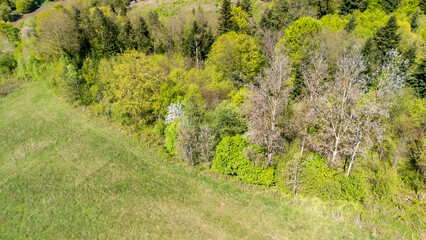 Aerial view of a lush green forest at springtime, featuring vibrant foliage and a mix of trees. Perfect for nature-themed projects and environmental awareness.