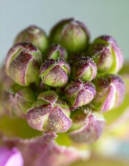 Close-up of flower buds