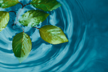 Leaves Floating in Clean Blue Swirl