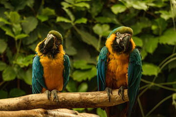 Two Macaw's sitting on a branch
Amazon World Zoo, Isle of Wight