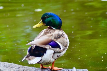 Wild ducks swim in the calm waters of a lake against a natural backdrop. The morning light softly reflects on the surface of the water, with feather details visible and gentle waves around them.