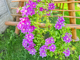 Vibrant purple clematis flowers bloom gracefully on a trellis in a lush green garden, creating a picturesque scene of natural beauty during the summer.