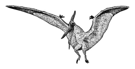 Pteranodon flying dinosaur illustration in vintage stipple engraving style isolated on transparent background © HTGanzo