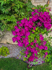 Vibrant magenta bougainvillea flowers bloom exuberantly against a rustic brick wall, creating a visually appealing garden scene full of life and color.
