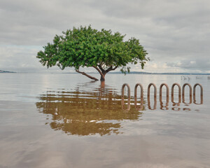 A lone tree with green leaves stands partially submerged in floodwaters during the historic floods...