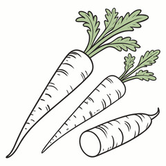 Parsnips illustration on a clean white background for design